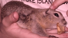 Richardson's Ground Squirrel